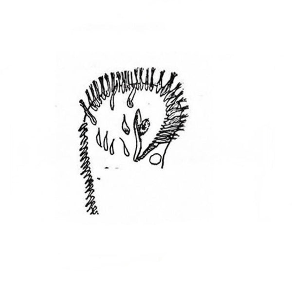 Stylonychia, Prepared Microscope Slide