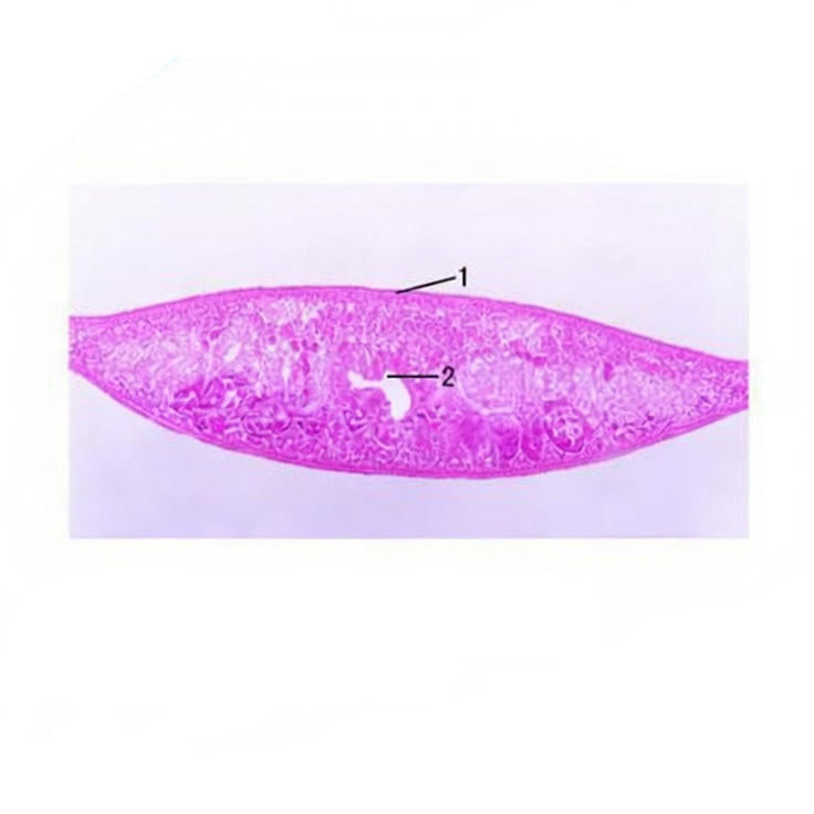 Planaria, c.s. Prepared Microscope Slide