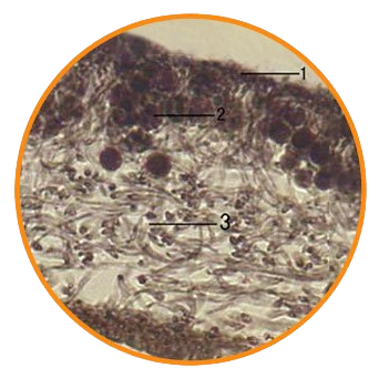 Leafy Lichen Thallus, Prepared Microscope Slide