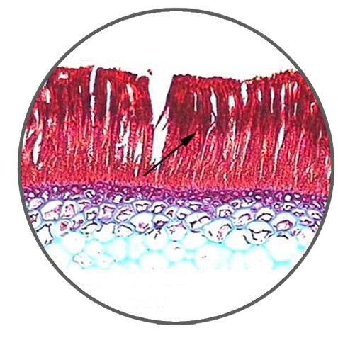 Kelps Blade, c.s. (Sporangial Layer), Prepared Microscope Slide