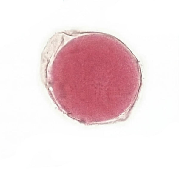 Amphioxus Egg, Prepared Microscope Slide