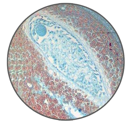 Castor Bean Seed, l.s. Prepared Microscope Slide