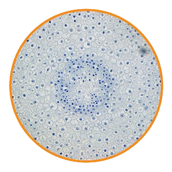 Onion Root Tip, c.s. Prepared Microscope Slide - Dr Wong Anatomy