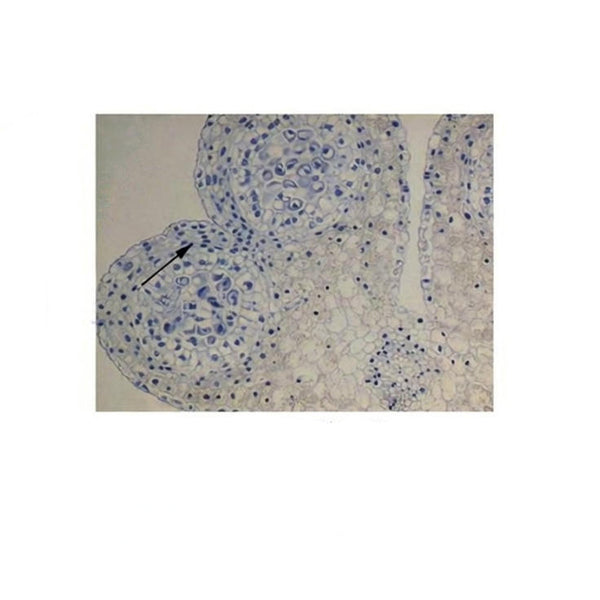 Lily Anther, Sporogenous Stage, Prepared Microscope Slide - Dr Wong Anatomy