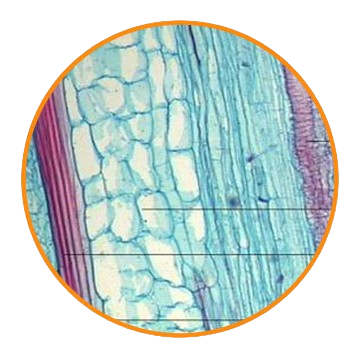 Pumpkin Stem, Prepared Microscope Slide