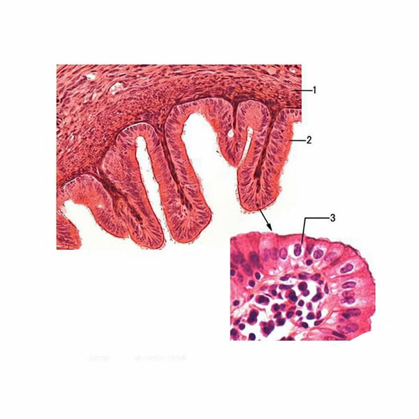 Simple Columnar Epithelium, Microscope Slide - Dr Wong Anatomy