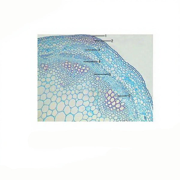 Peanut Stem, c.s. Prepared Microscope Slide