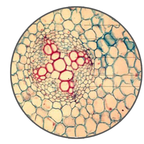 Young Buttercup Root, c.s. Prepared Microscope Slide - Dr Wong Anatomy