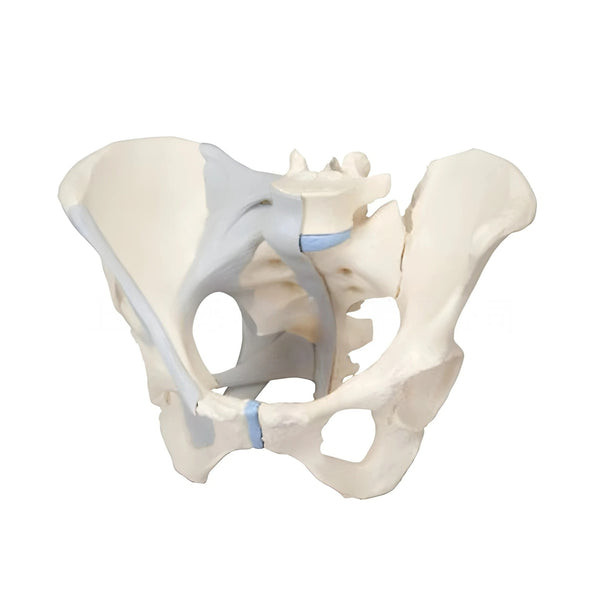 Female Pelvis Skeleton Model with Ligaments, 3 part