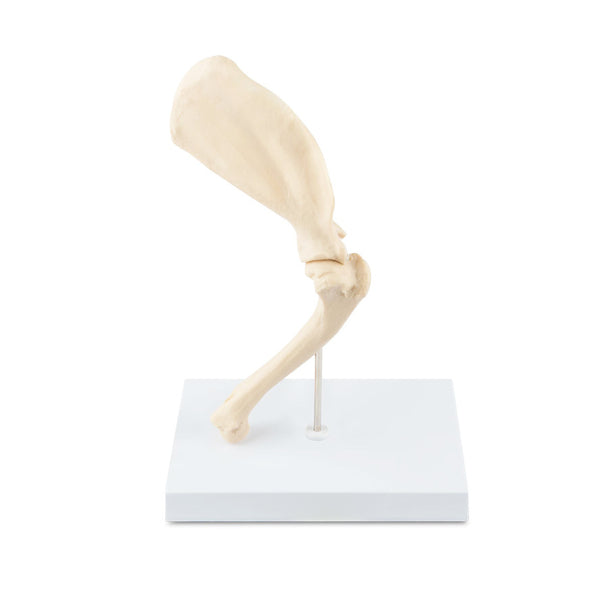 Canine Shoulder Model