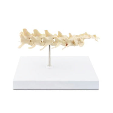 Canine Vertebral Column Model