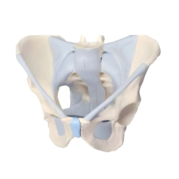 Male Pelvis Skeleton Model with Ligaments, 2 part