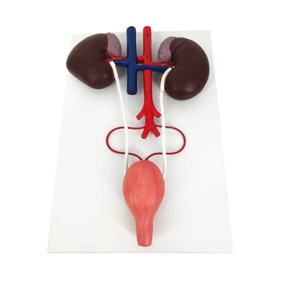 Horse Urinary System Model