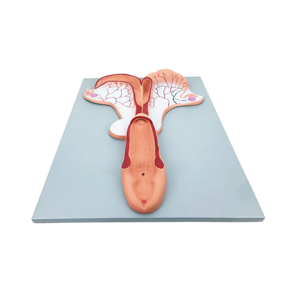 Horse Uterus Model