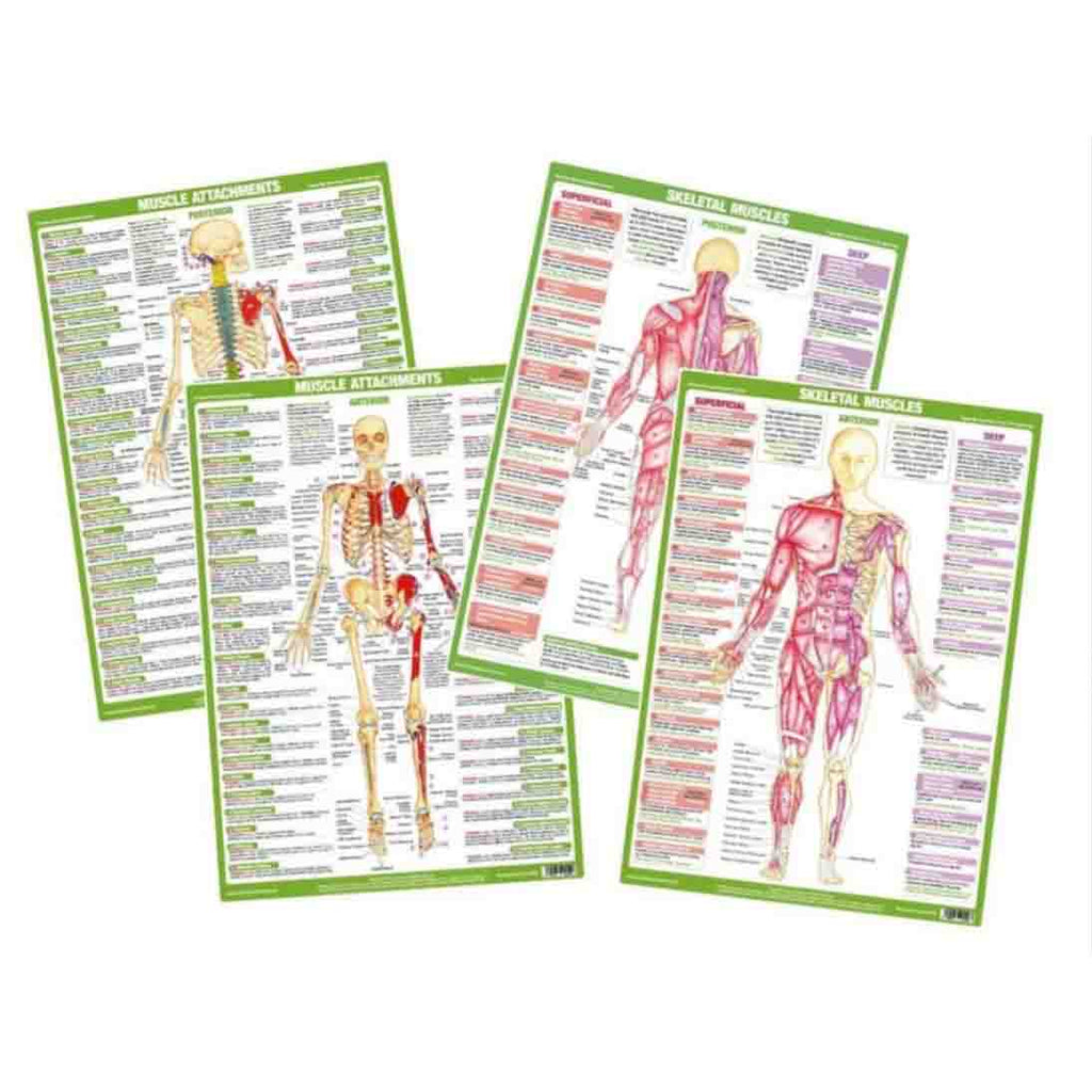 Muscle Anatomy Posters - Set of 4