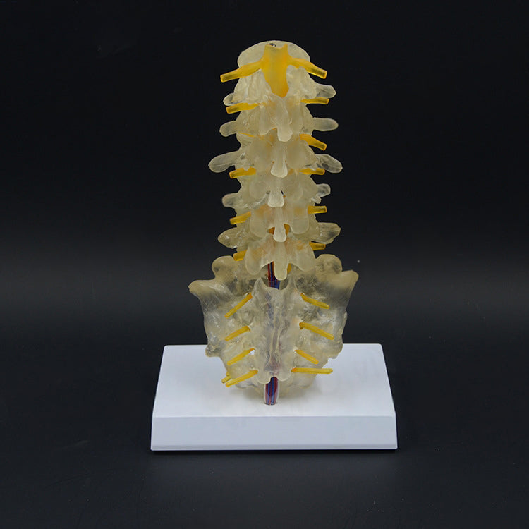 Transparent Lumbar Vertebrae with Coccyx Model