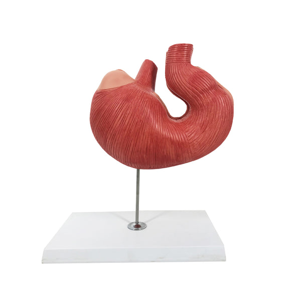 Pig Stomach Model