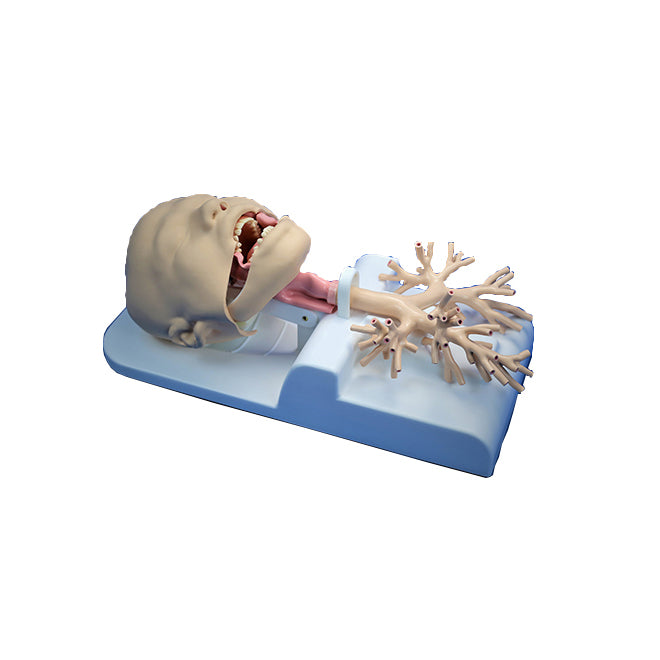 Bronchscopy Simulators Bronchoscopy Anatomy Simulator
