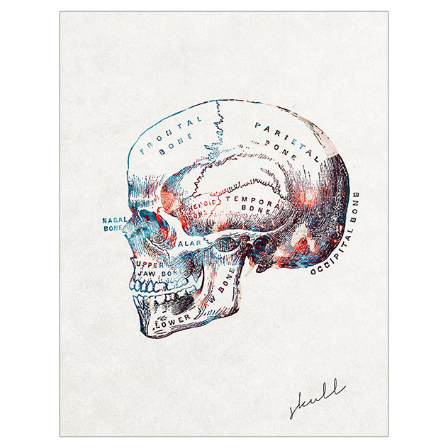 Anatomy Art Print - Skull