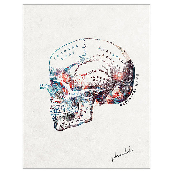  Anatomy Art Print - Skull