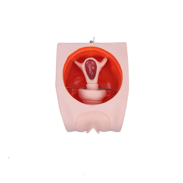 Family Planning Educator - Dr Wong Anatomy