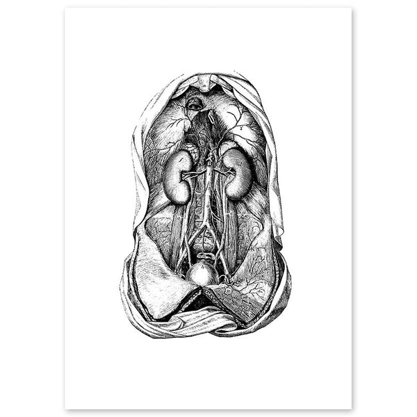 Anatomy Art Print - Urinary System