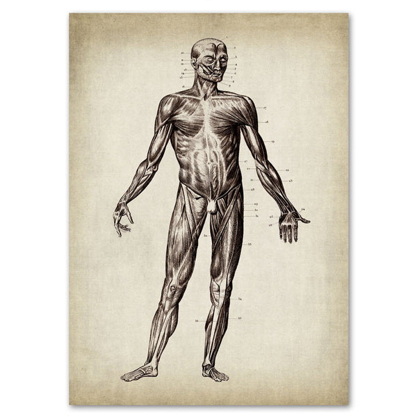 Anatomy Art Print - Human Body