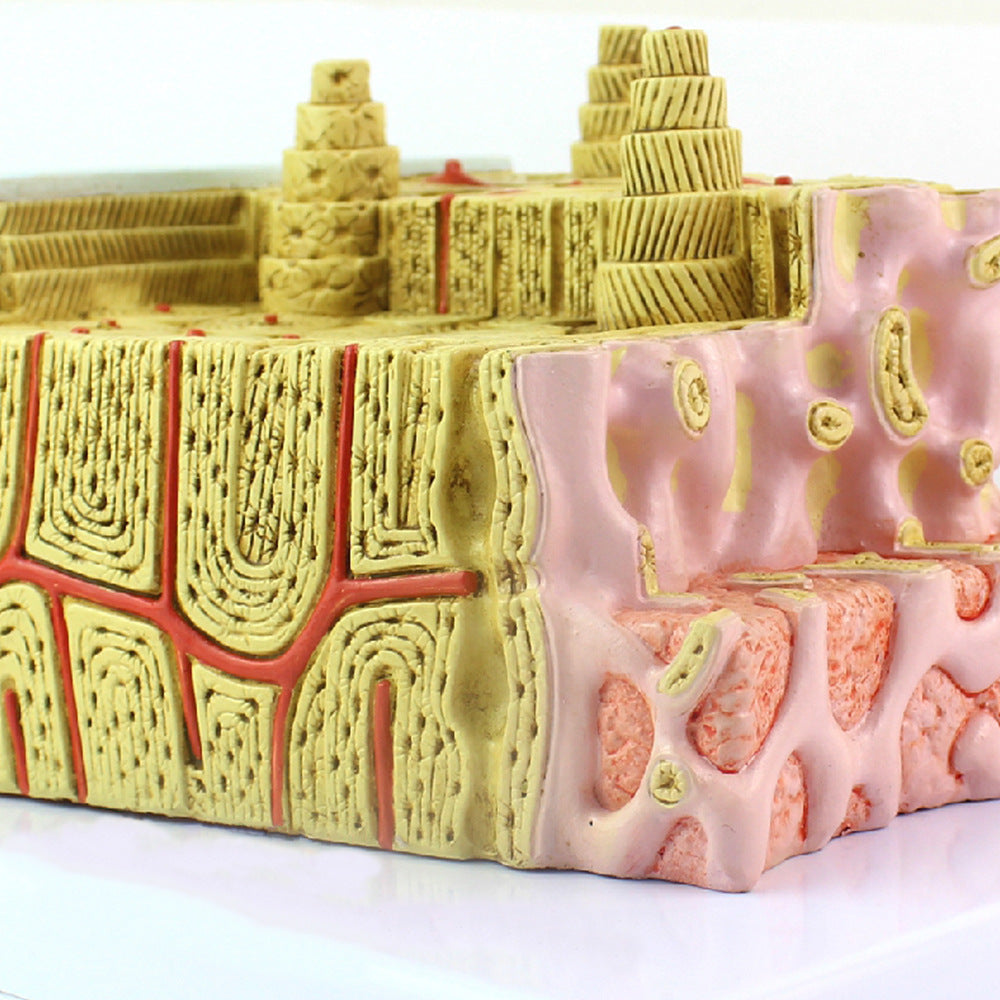 Bone Structure Model, 80X Life-Size