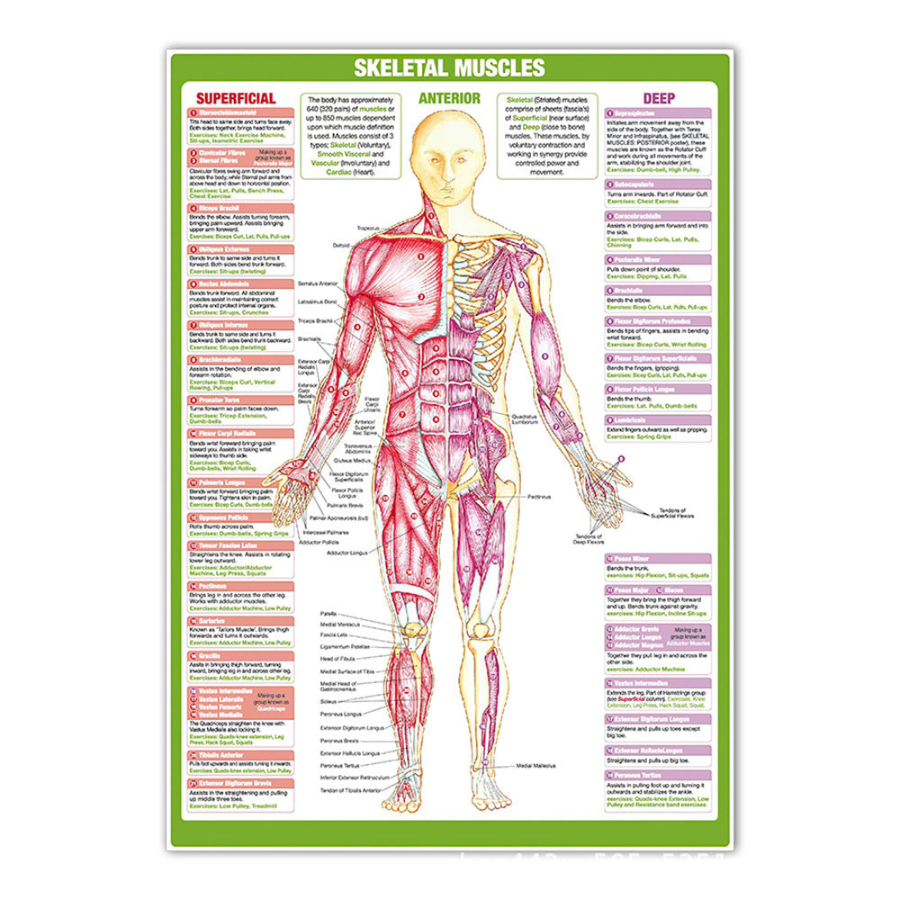 Anatomy Chart - Skeletal Muscles