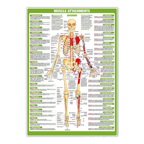 Muscle Attachments Anterior Chart - Dr Wong Anatomy