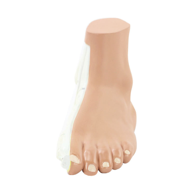 Normal Foot Model, Life-Size – Dr Wong Anatomy
