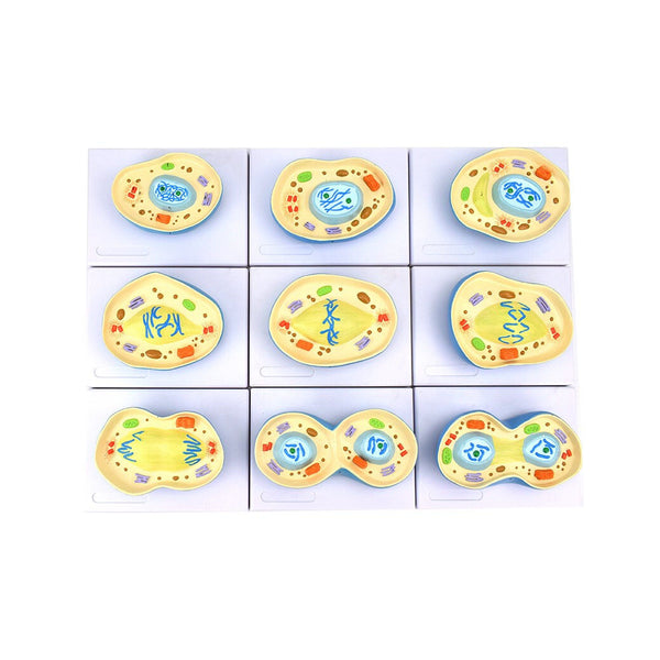 Animal Cell Mitosis Model Set