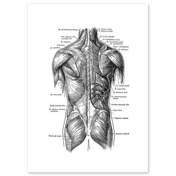 Anatomy Art Print - Male Back Muscles