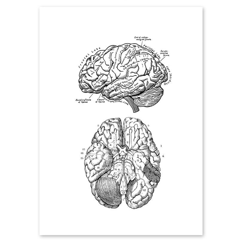 Anatomy Art Print - Brain