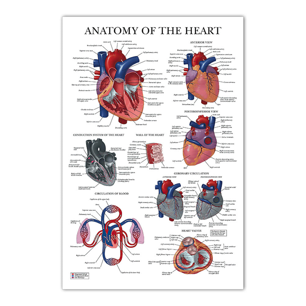 Anatomy of the Heart Chart - Dr Wong Anatomy
