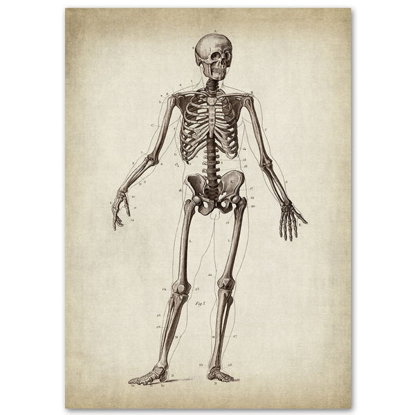 Skeleton Imageprint Skull & Skeleton Anatomy Prints – Dr Wong Anatomy