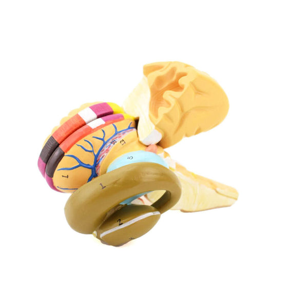 Basal Nuclei and Internal Capsule Model - Dr Wong Anatomy