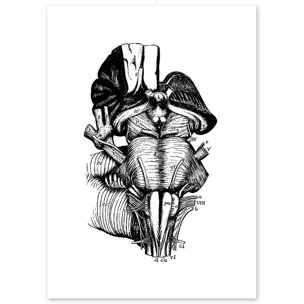 Anatomy Art Print - Brain Stem