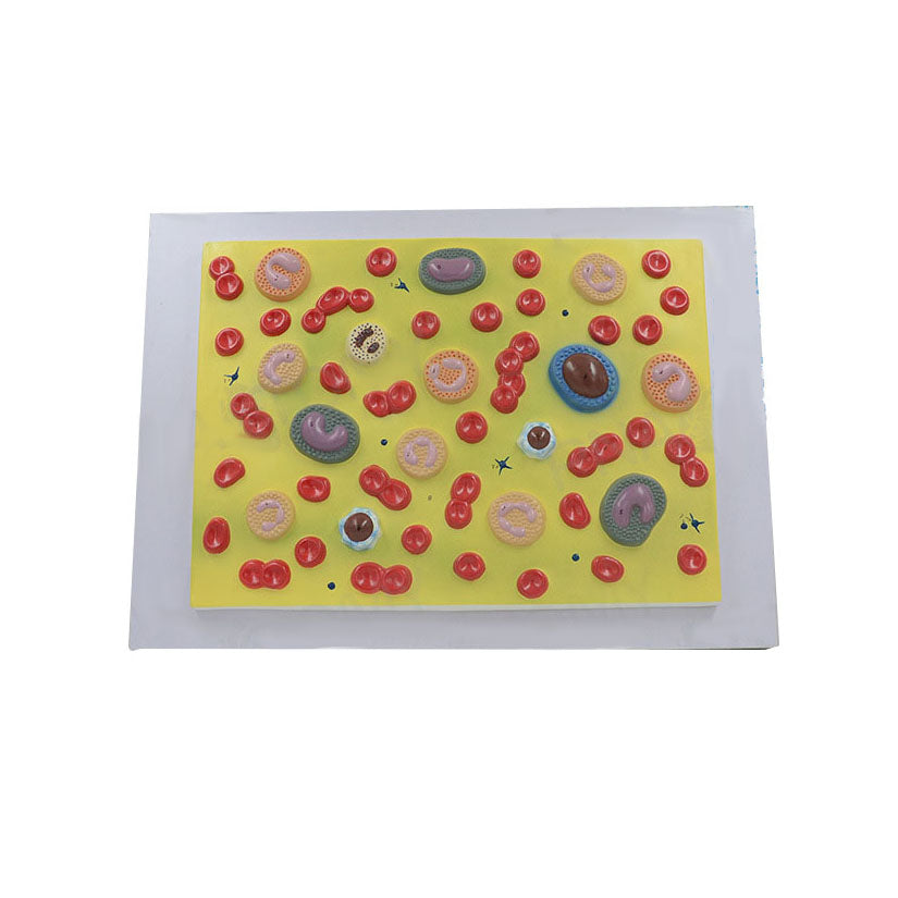 Human Blood Cell Types Model - Dr Wong Anatomy