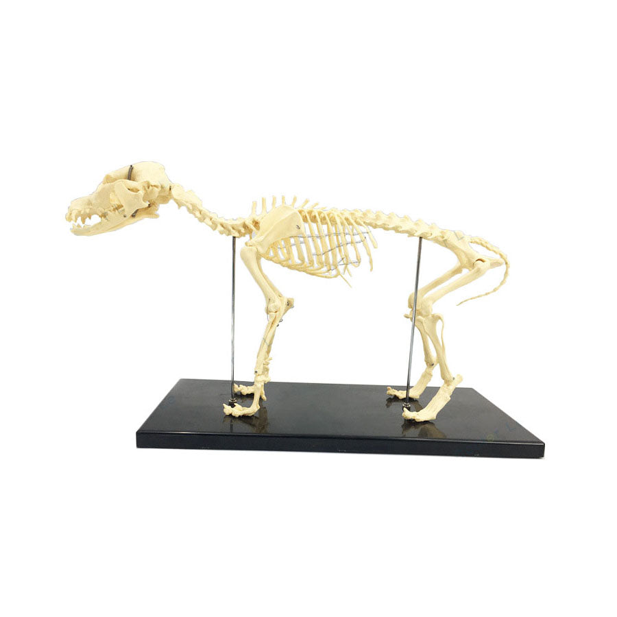 Canine Skeleton Model - Dr Wong Anatomy