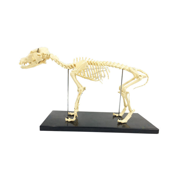 Canine Skeleton Model