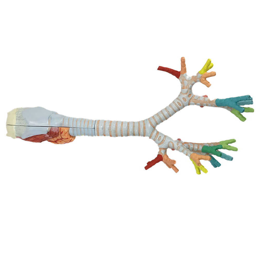 trachea model