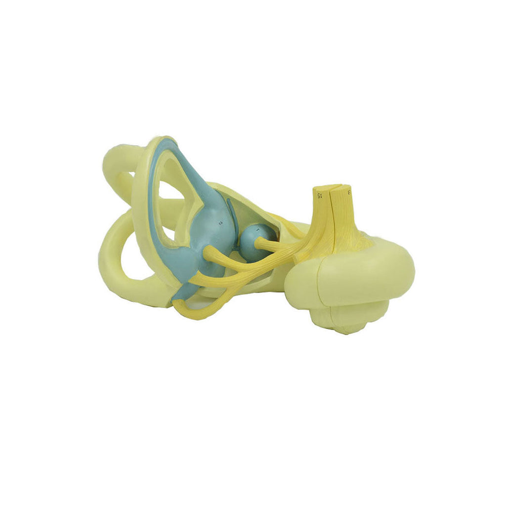 Ear Semicircular Canal Cochlea Anatomical Model