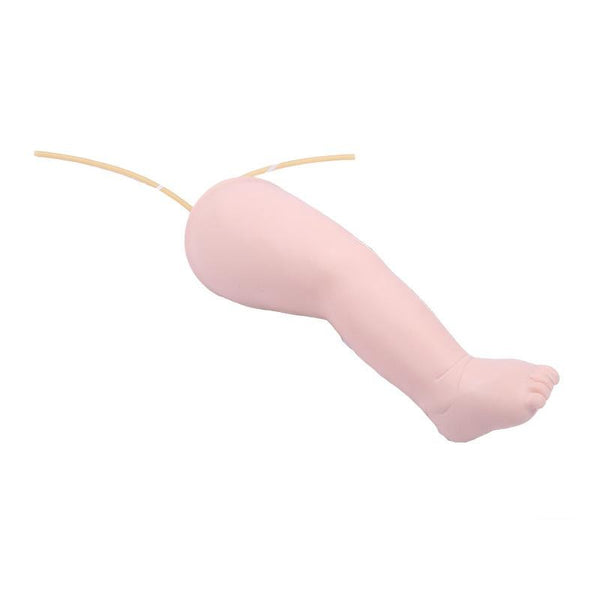 Baby IV leg - Dr Wong Anatomy