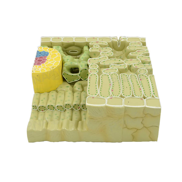 Deciduous Leaf Model - Dr Wong Anatomy