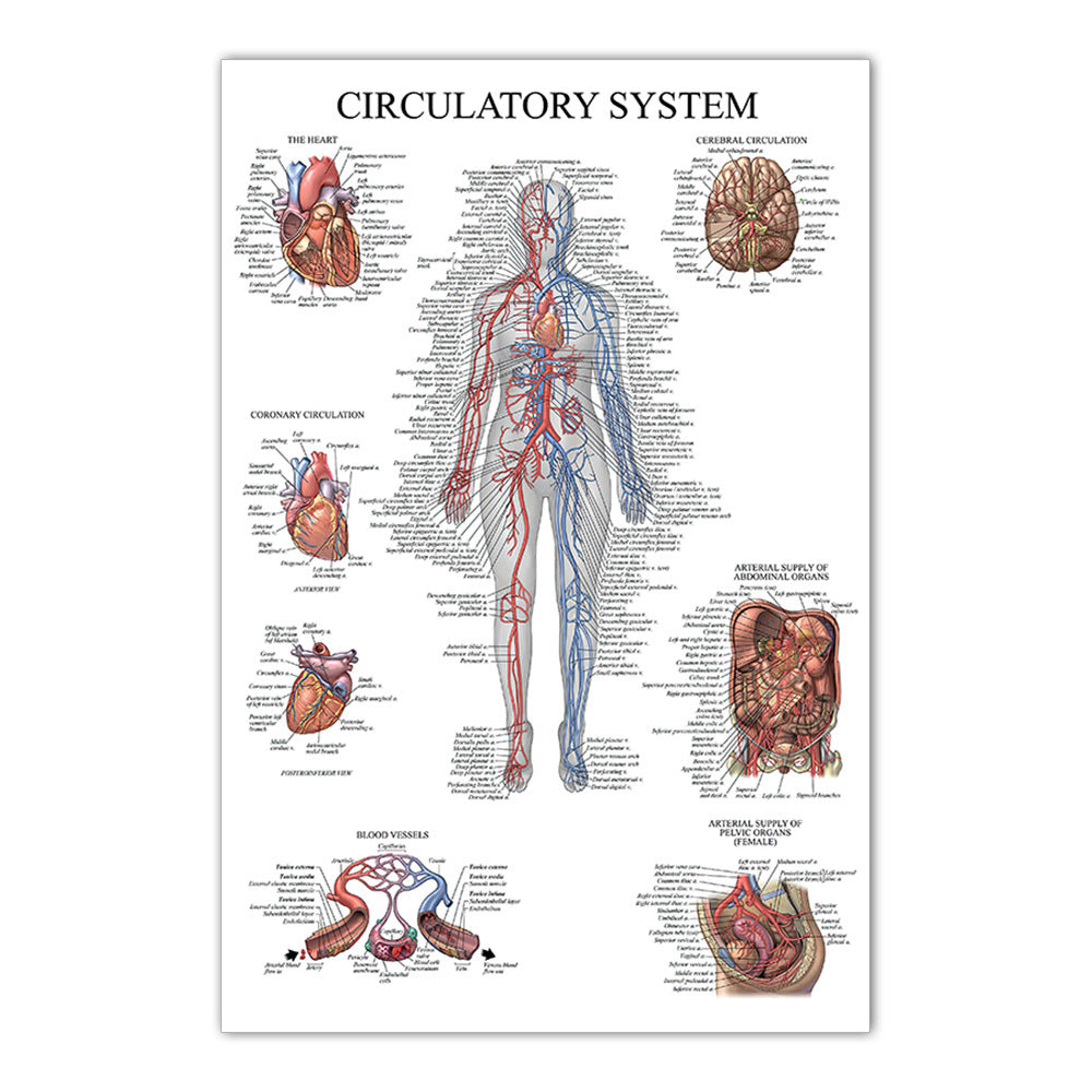 Circulatory System Chart - Dr Wong Anatomy