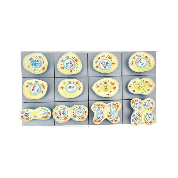 Animal Cell Meiosis Model Set - Dr Wong Anatomy