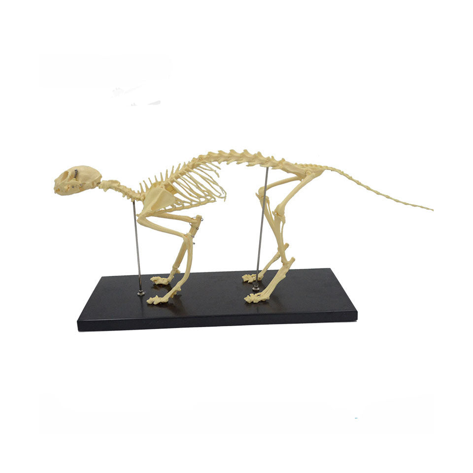 Cat Skeleton Model