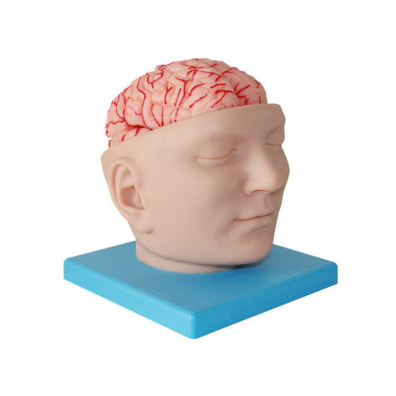 Head Base Model, 9 Parts, Life-Size - Dr Wong Anatomy