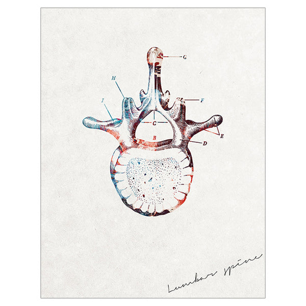 Anatomy Art Print - Lumbar Vertebrae
